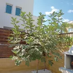 Felicity 2-br With Private Pool Near Kapparis Rated 10 Out Of 10 Paralimni